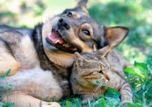 Animals